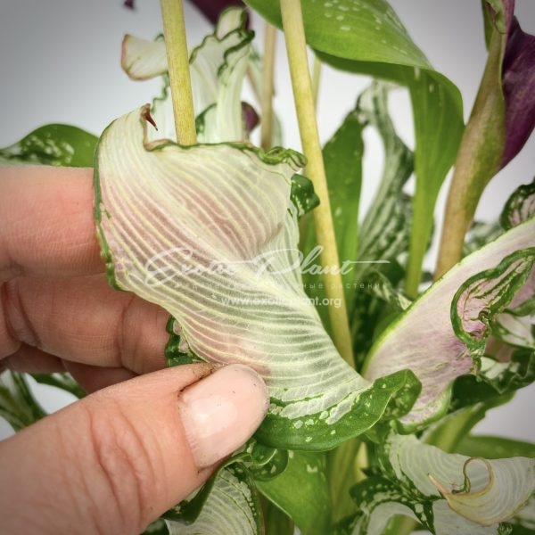 Calla Frozen Queen Exotic Plant Shop