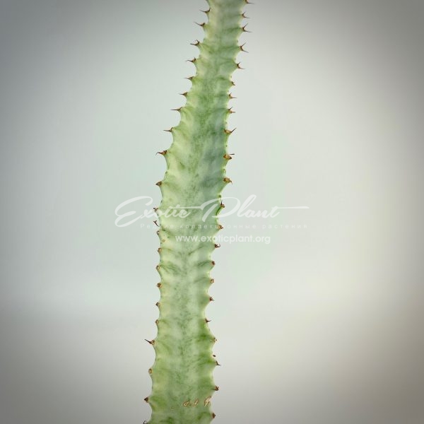  Euphorbia  trigona tricolor  Exotic Plant Shop