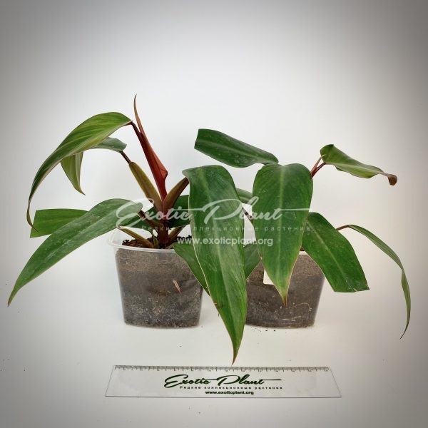 Philodendron Ruby Red | Exotic Plant Shop