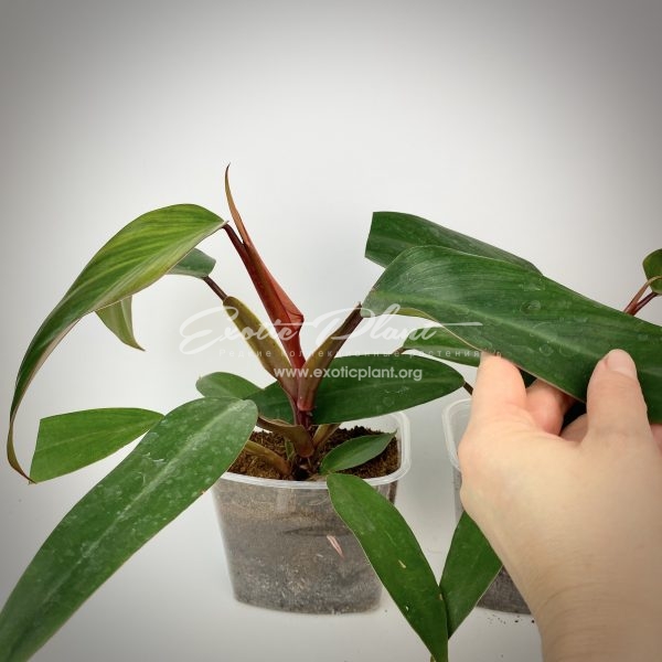 Philodendron Ruby Red | Exotic Plant Shop