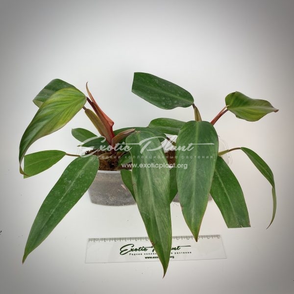 Philodendron Ruby Red | Exotic Plant Shop