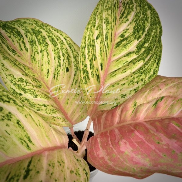  aglaonema Bidadari  Exotic Plant Shop