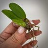 71 Bulbophyllum frostii BS