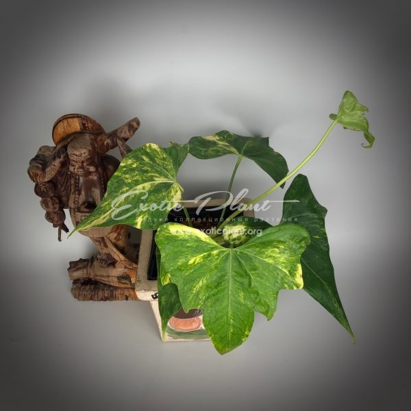 anthurium sp Pinnochio variegated / антуриум сп Пиннокио вариегатный