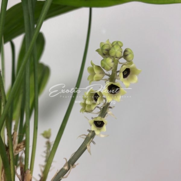 Aspidistra sp.(T07) variegata 30