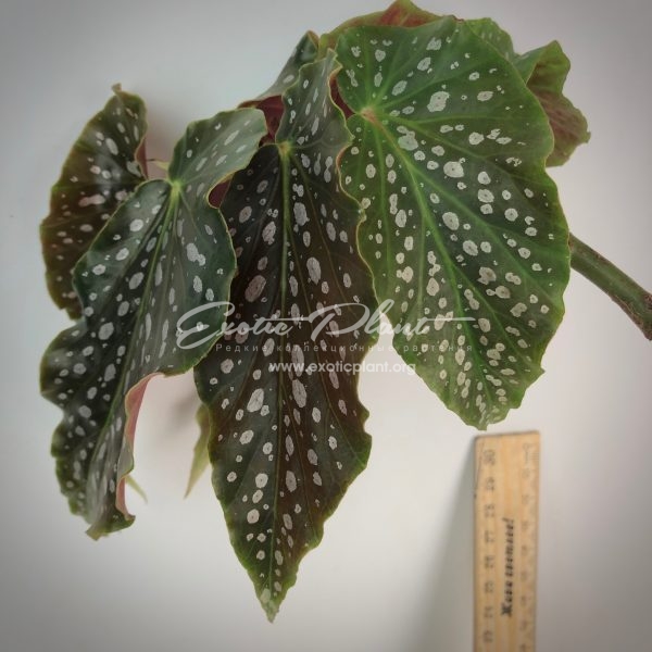 begonia T15 Phoeniogramma