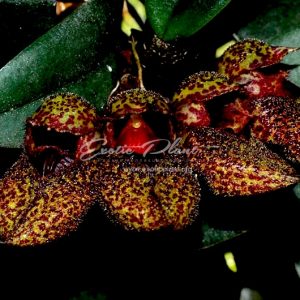 71 Bulbophyllum frostii BS