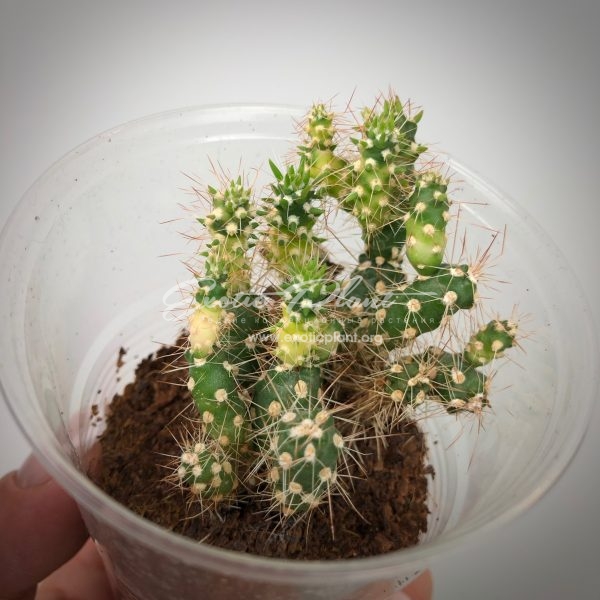 cylindropuntia variegated