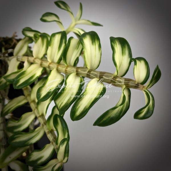 Dendrobium loddigesii variegated