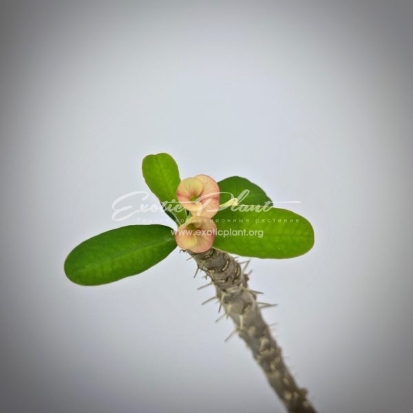 euphorbia brachyphylla