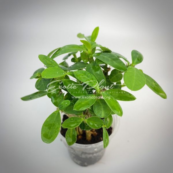 Euphorbia milli dwarf form