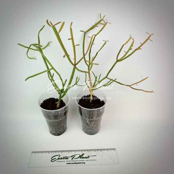 Euphorbia tirucalli cv Firesticks