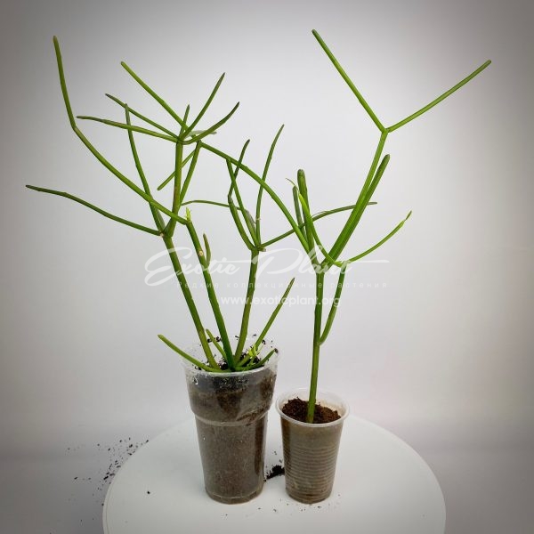 Euphorbia tirucalli variegated