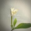 Gardenia sp.(T03) Papua New Guinea 30