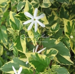 Jasminum multiflorum (white margin leaf)