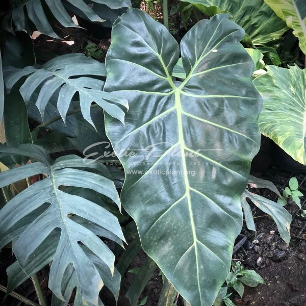 philodendron sp Giant Leaves syn Philodendron maximum