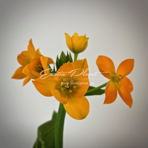 Ornithogalum dubium Orange