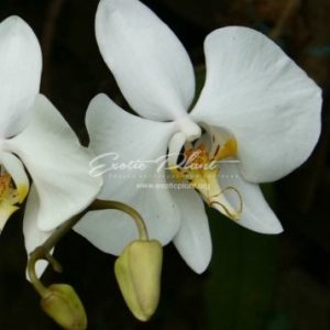 phalaenopsis amabilis variegated