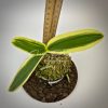 phalaenopsis amabilis variegated