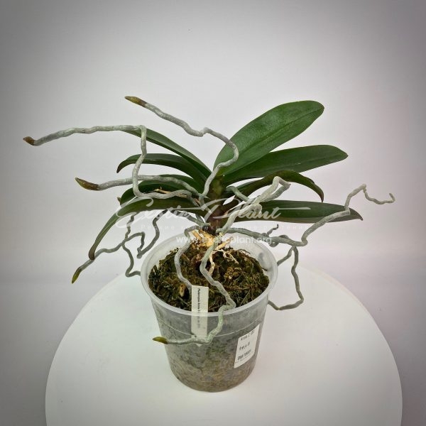 Phalaenopsis Aroma 3 Orange
