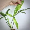 philodendron holtonianum