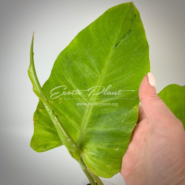 Philodendron Jungle Fever variegated (T02) = philodendron Loa Spot variegated
