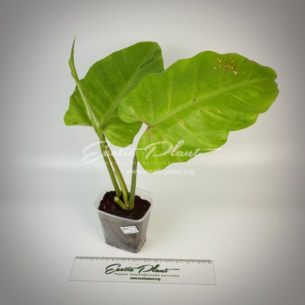Philodendron Jungle Fever variegated (T02) = philodendron Loa Spot variegated