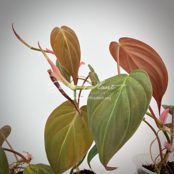 Philodendron Lupinum