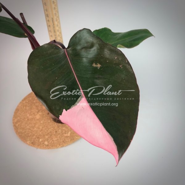 Philodendron Pink Queen №1 / Филодендрон Пинк Квин