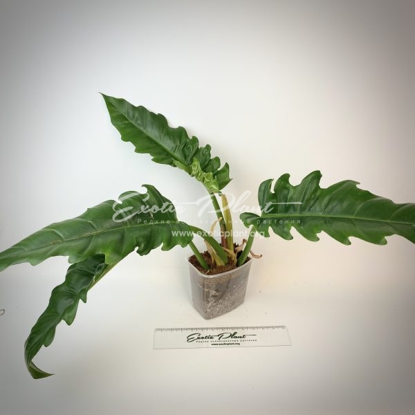 philodendron Tiger Tooth