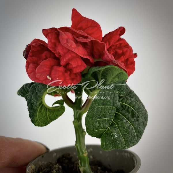 Poinsettia Euphorbia pulcherrima Winter Rose