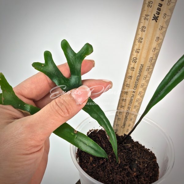 Pyrrosia longifolia ‘Chanthaburi