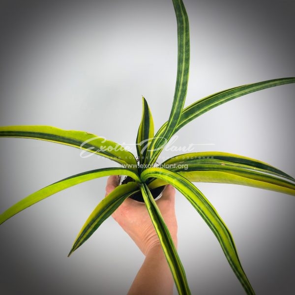 sansevieria senegambica hybrid variegata