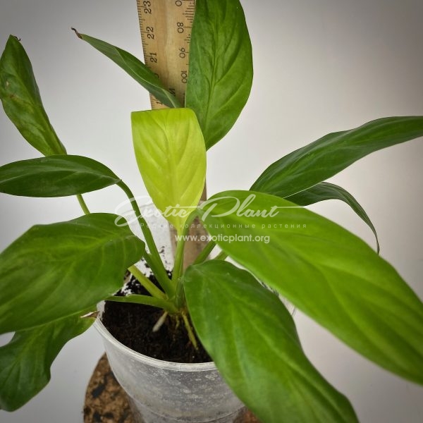 Spathiphyllum Silver and Gold