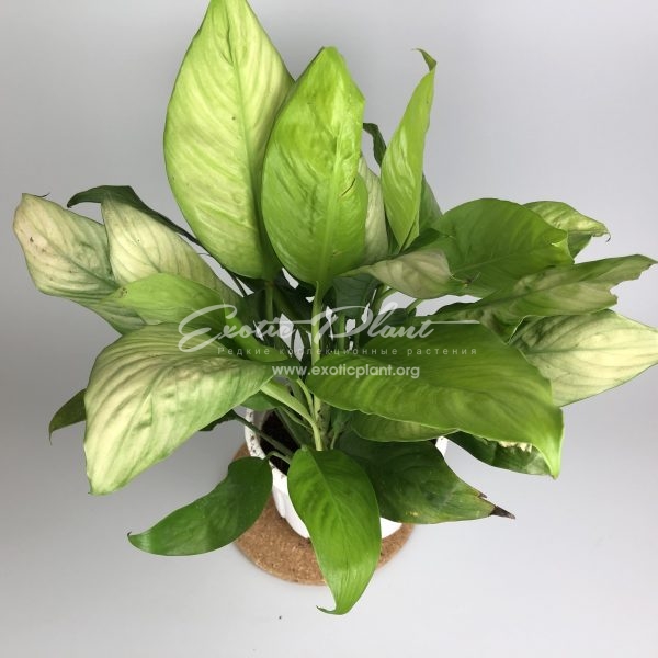 Spathiphyllum Silver and Gold