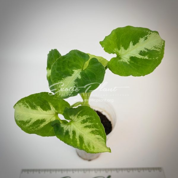 Syngonium wendlandii round leaf