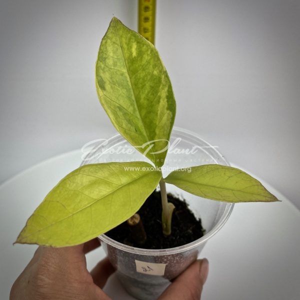 Zamioculcas zamifolia lemon variegated (long leaf)