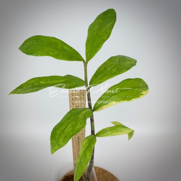 Zamioculcas zamiifolia white variegated (long leaf)