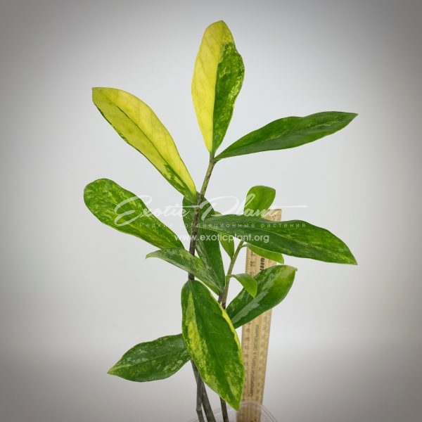 Zamioculcas zamiifolia white variegated (long leaf)