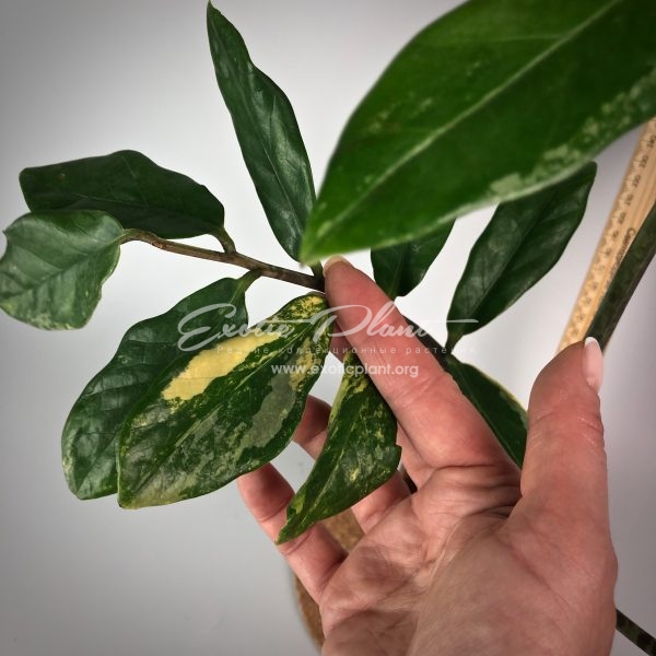 Zamioculcas zamiifolia white variegated (long leaf) №5