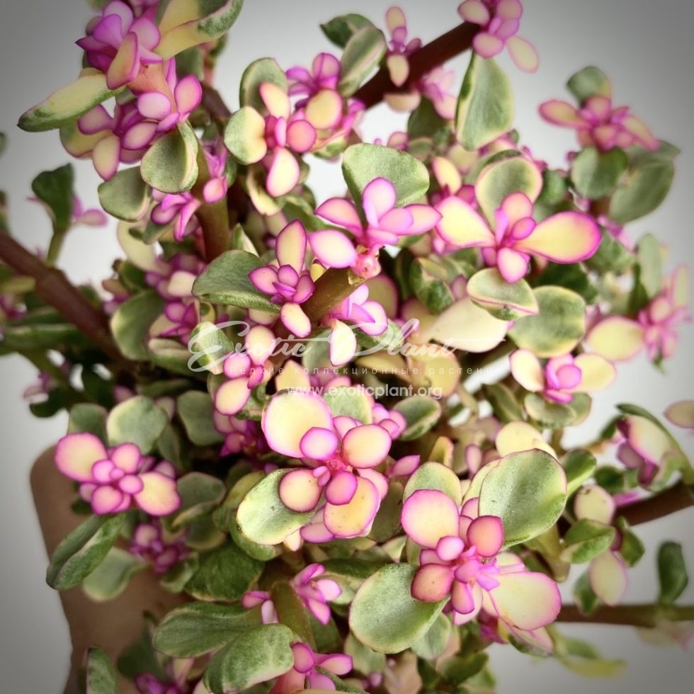 Portulacaria afra variegata pink