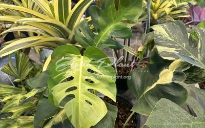 Открыт заказ редких коллекционных растений на СЕНТЯБРЬ 2025!