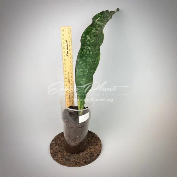 sansevieria 175 kirkii var. kirkii #3