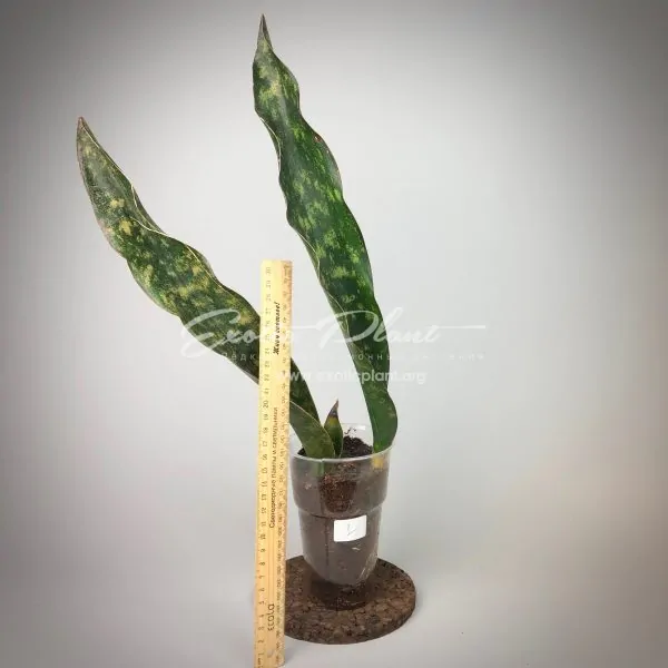 sansevieria 178 kirkii var. pulchra#1