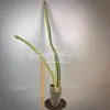 211 Sansevieria FLA - H13 х trifasciata variegated