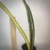 211 Sansevieria FLA - H13 х trifasciata variegated