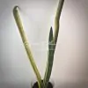 211 Sansevieria FLA - H13 х trifasciata variegated