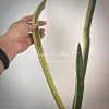 211 Sansevieria FLA - H13 х trifasciata variegated