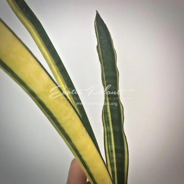211 Sansevieria FLA - H13 х trifasciata variegated