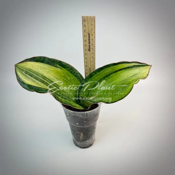 226 sansevieria eilliptica x masoniana variegated